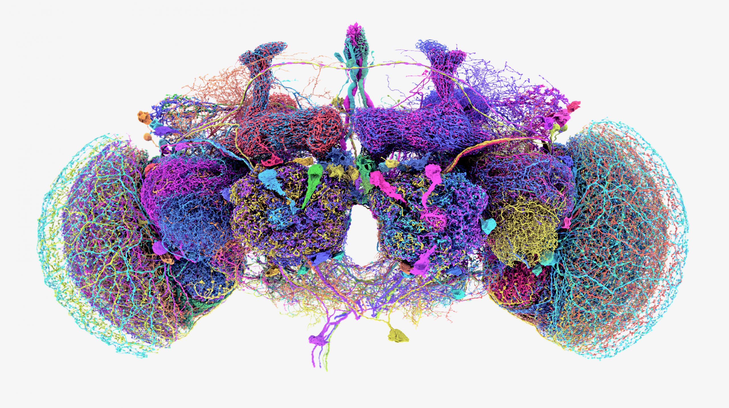 50 largest neurons of the fly brain connectome.