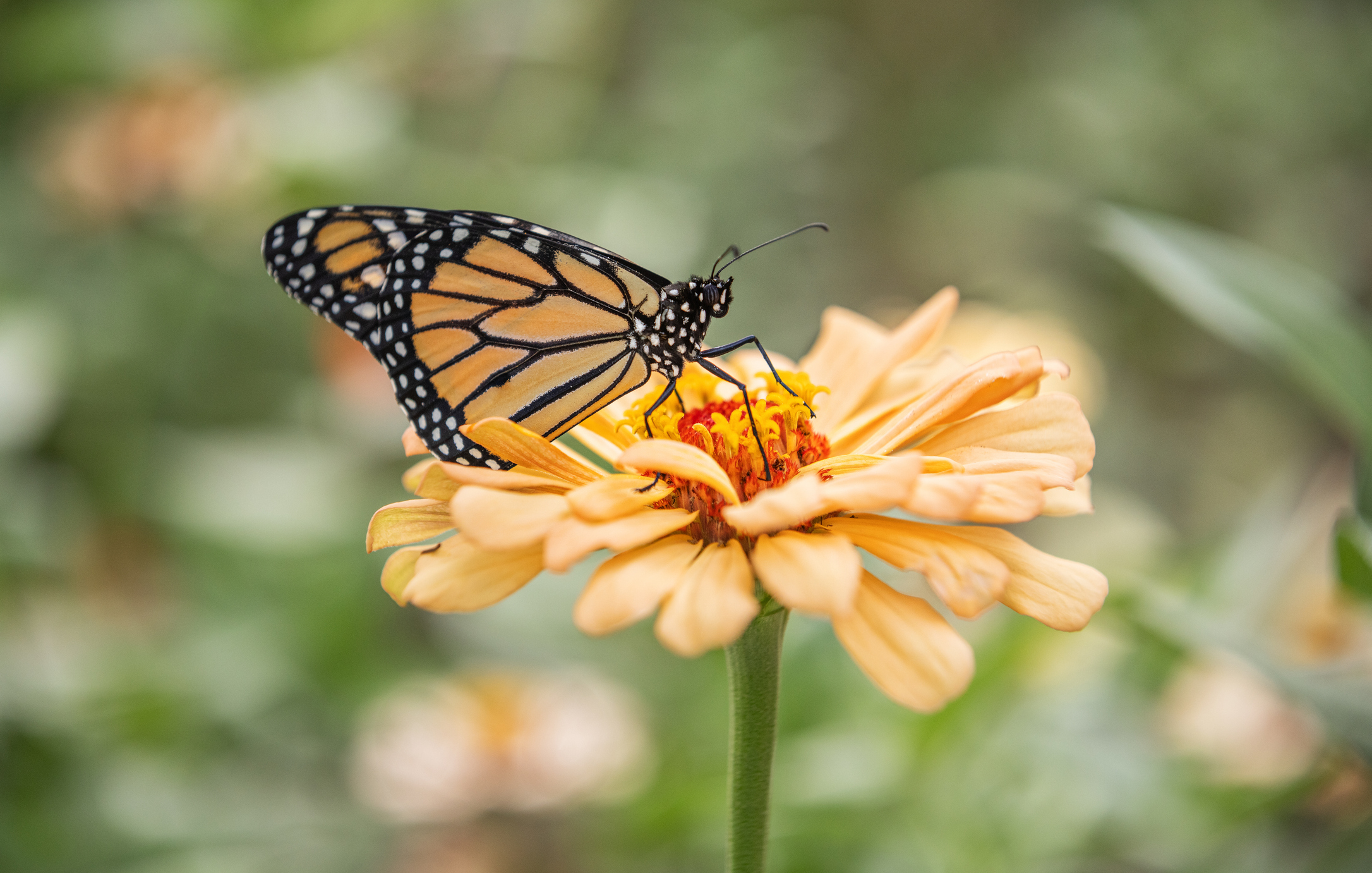 A photo of a monarch butterfly sitting upon an light orange zinnia flower