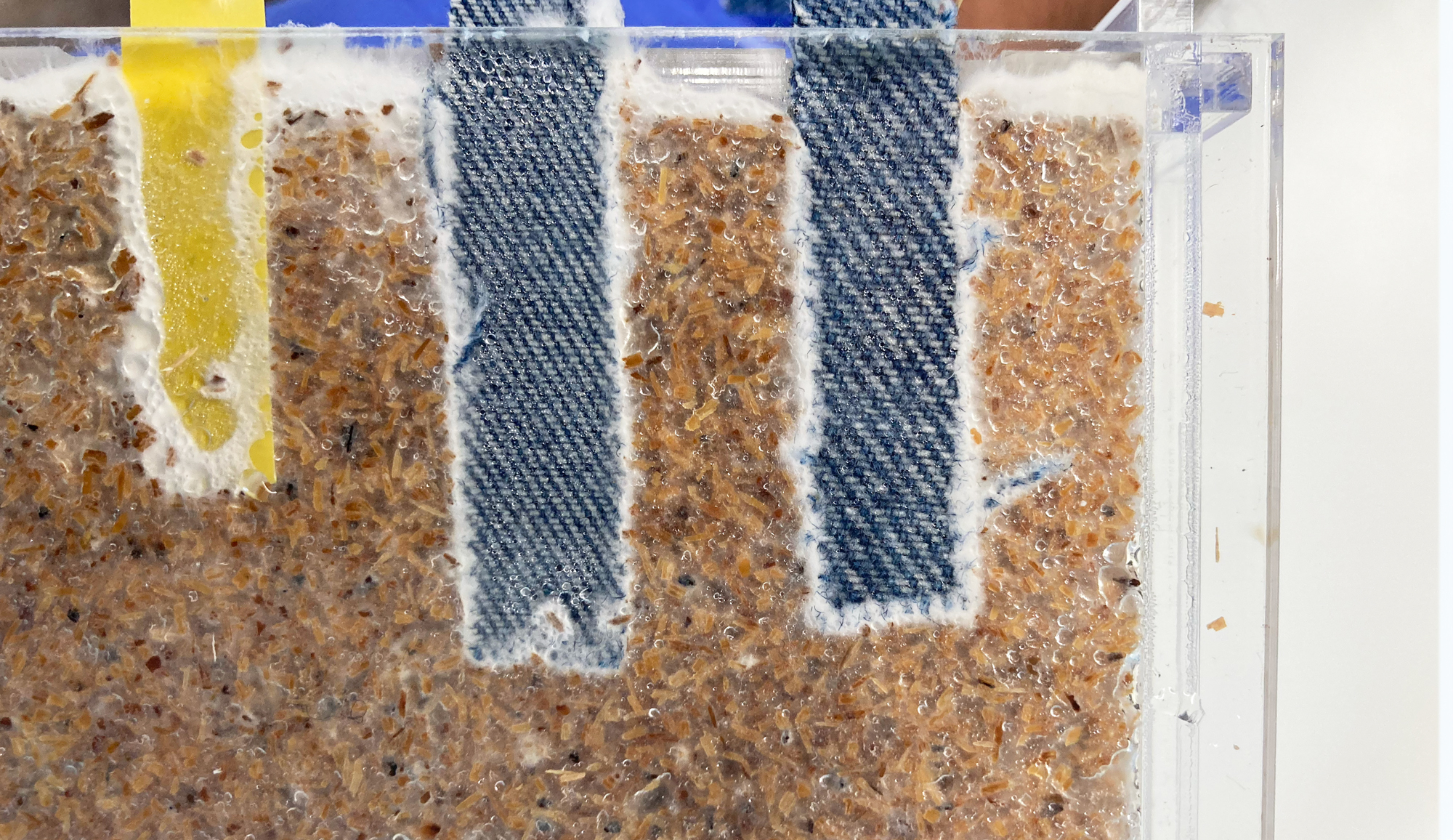 Two textile coupons and a polypropylene coupon embedded in sawdust with mycelium starting to grow at the perimeter.
