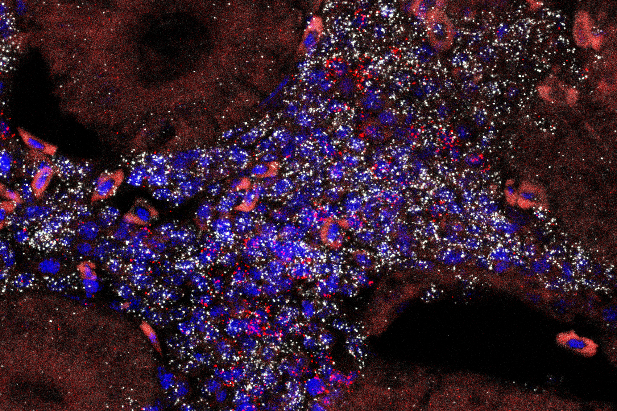 An epifluorescence image of a young male killifish kidney tissue showing the organization of the renal tubules.