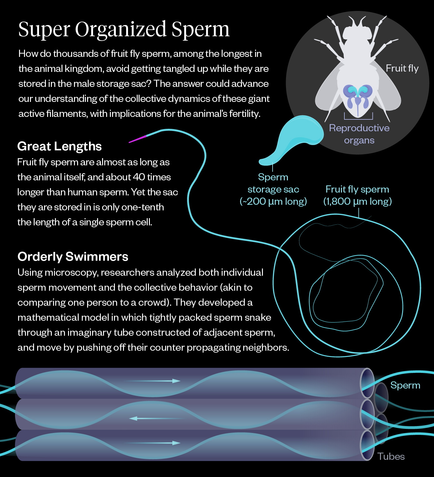Infographic titled “Super Organized Sperm” explaining how fruit fly sperm avoid tangling in a small storage sac. Text notes that fruit fly sperm are extremely long—about 1,800 µm, nearly the length of the fly and ~40× longer than human sperm—while the storage sac is only ~200 µm long. A diagram of a fruit fly highlights its reproductive organs. Another illustration shows the long sperm coiled tightly inside the much smaller sac. At the bottom, a schematic depicts multiple sperm packed side-by-side in tube-like arrangements, each undulating in opposite directions; this counter-directional motion helps them stay organized and prevents tangling.