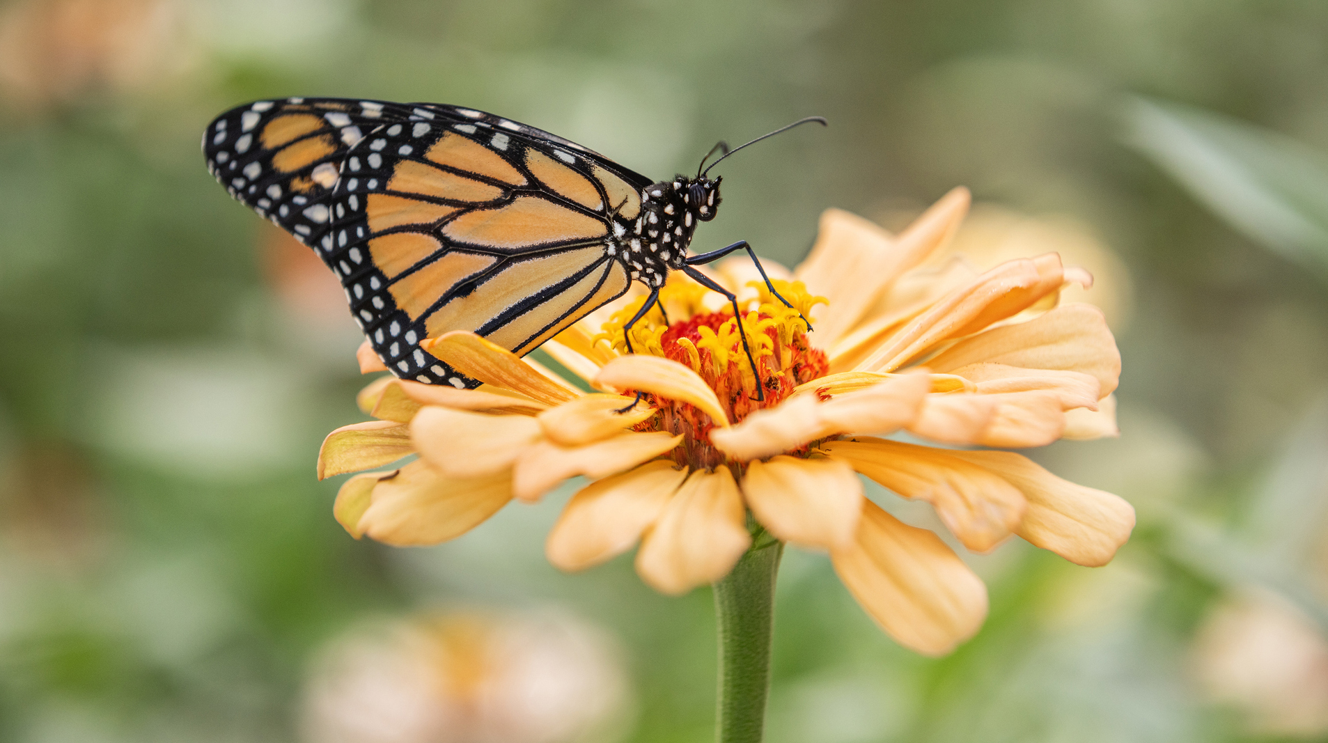 A photo of a monarch butterfly.