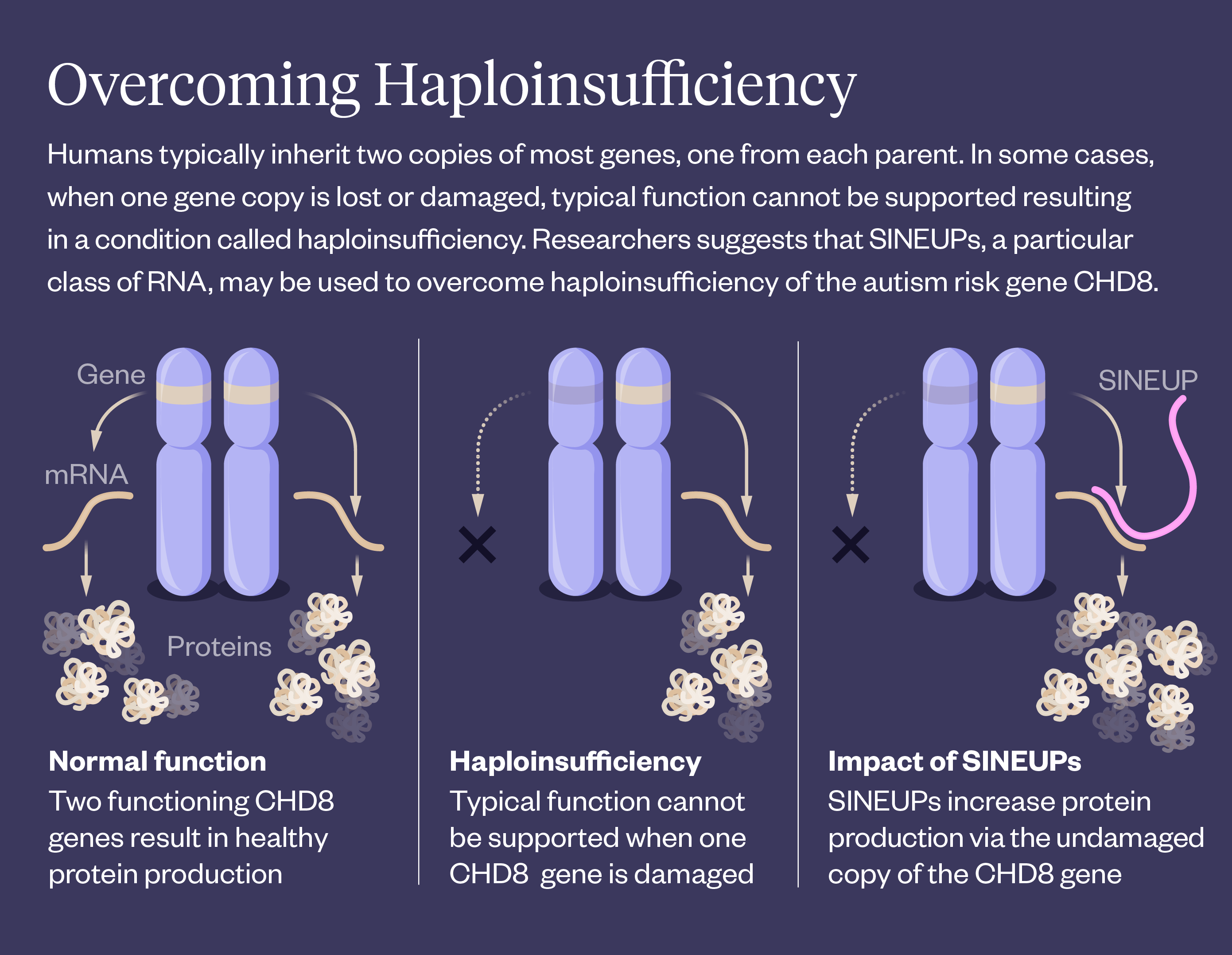 Diagram showing 3 panels. Panel 1 shows normal function: Two functional genes both produce functional mRNA resulting in six proteins each (twelve total proteins). Panel 2 shows an example of haploinsufficiency: One functional gene produces one functional mRNA resulting in six proteins total, which is is not enough to support typical function. Panel 3 shows an example of how SINEUPS can overcome haploinsufficiency: One functional gene produces one functional mRNA. A SINEUP sequence attaches to the mRNA boosting the protein production from this mRNA, resulting in ten proteins total.