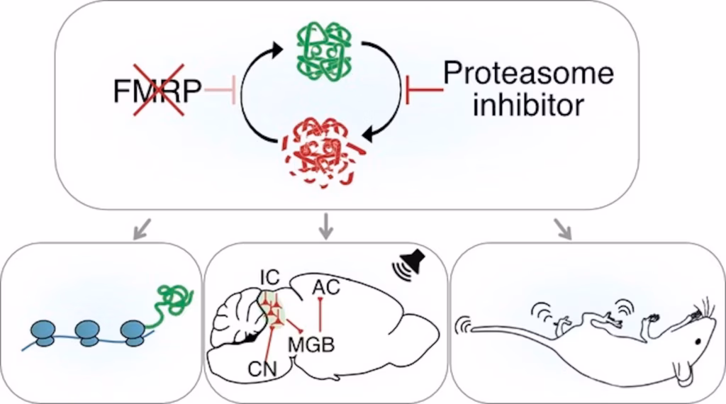Diagram illustrating biological pathways: FMRP and proteasome inhibitors regulate protein turnover, influencing cellular translation, auditory brain pathways, and mouse behavior.