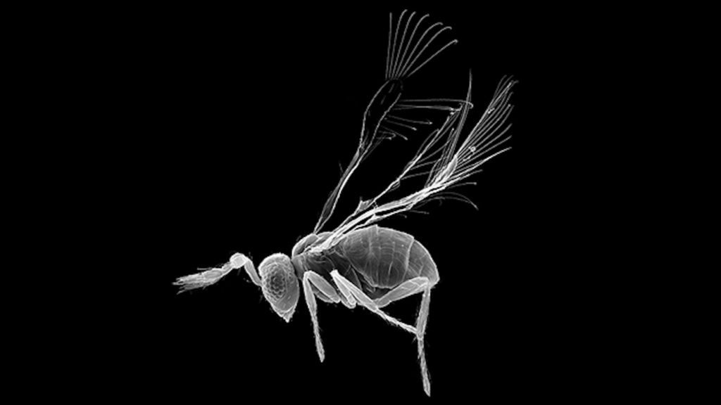 Scanning electron microscope image of a small winged insect.