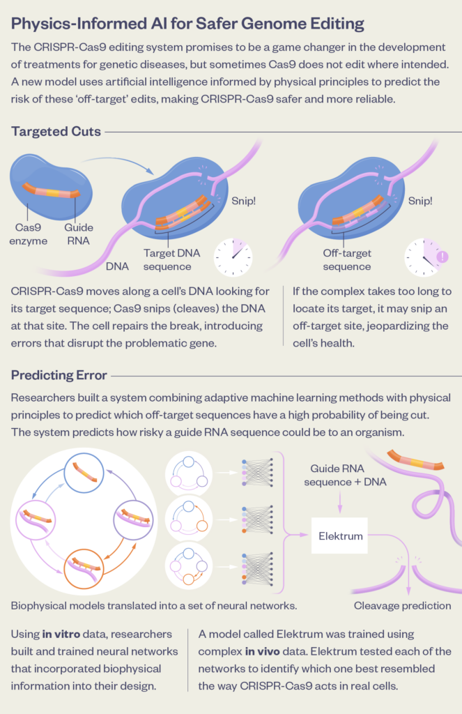 Infographic explaining how AI and physics improve CRISPR genome editing safety by predicting cleavage risk. Shows gene editing steps, biophysical models, and illustrations of DNA, RNA, and a model called Elektrum.