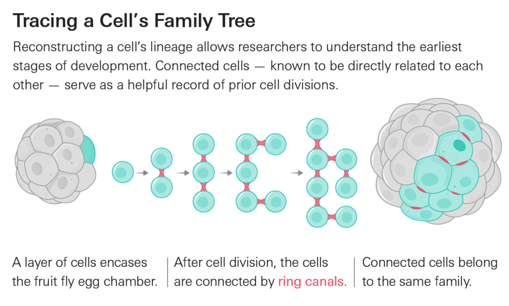 An infographic of a cell's lineage in the earliest stages of the development of life. The title is 