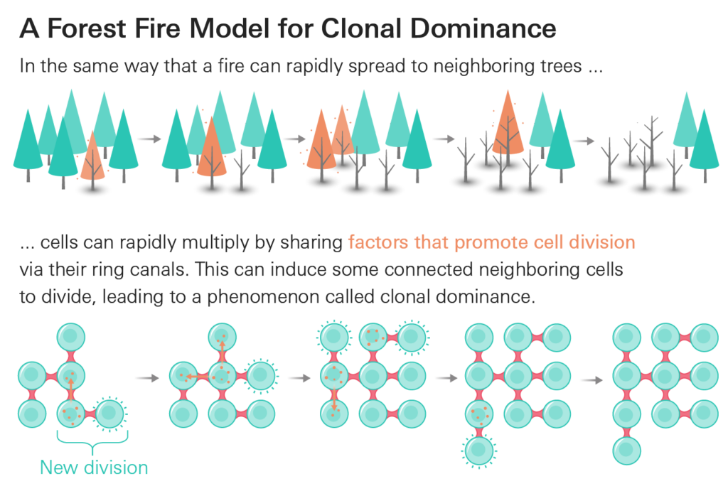 An infographic illustrating the 
