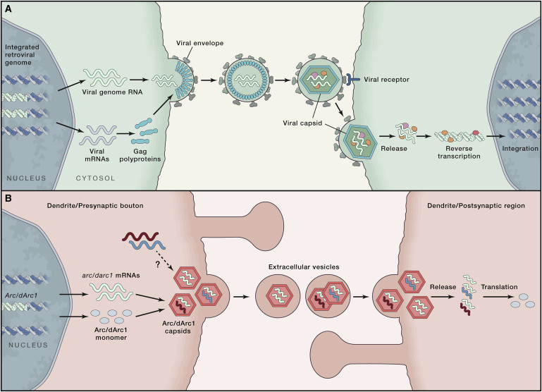 Scientific diagram with two panels: (A) shows steps of the retroviral lifecycle in a cell; (B) shows Arc/Arc1 mRNA packaging into vesicles and release across a synapse into another neuron for translation.