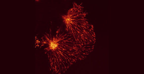 Two HeLa cells derived from cervical cancer