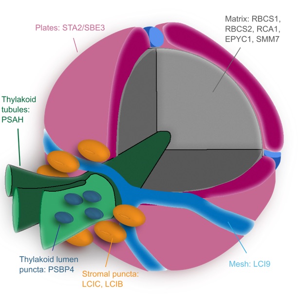 Spatial organization of the pyrenoid