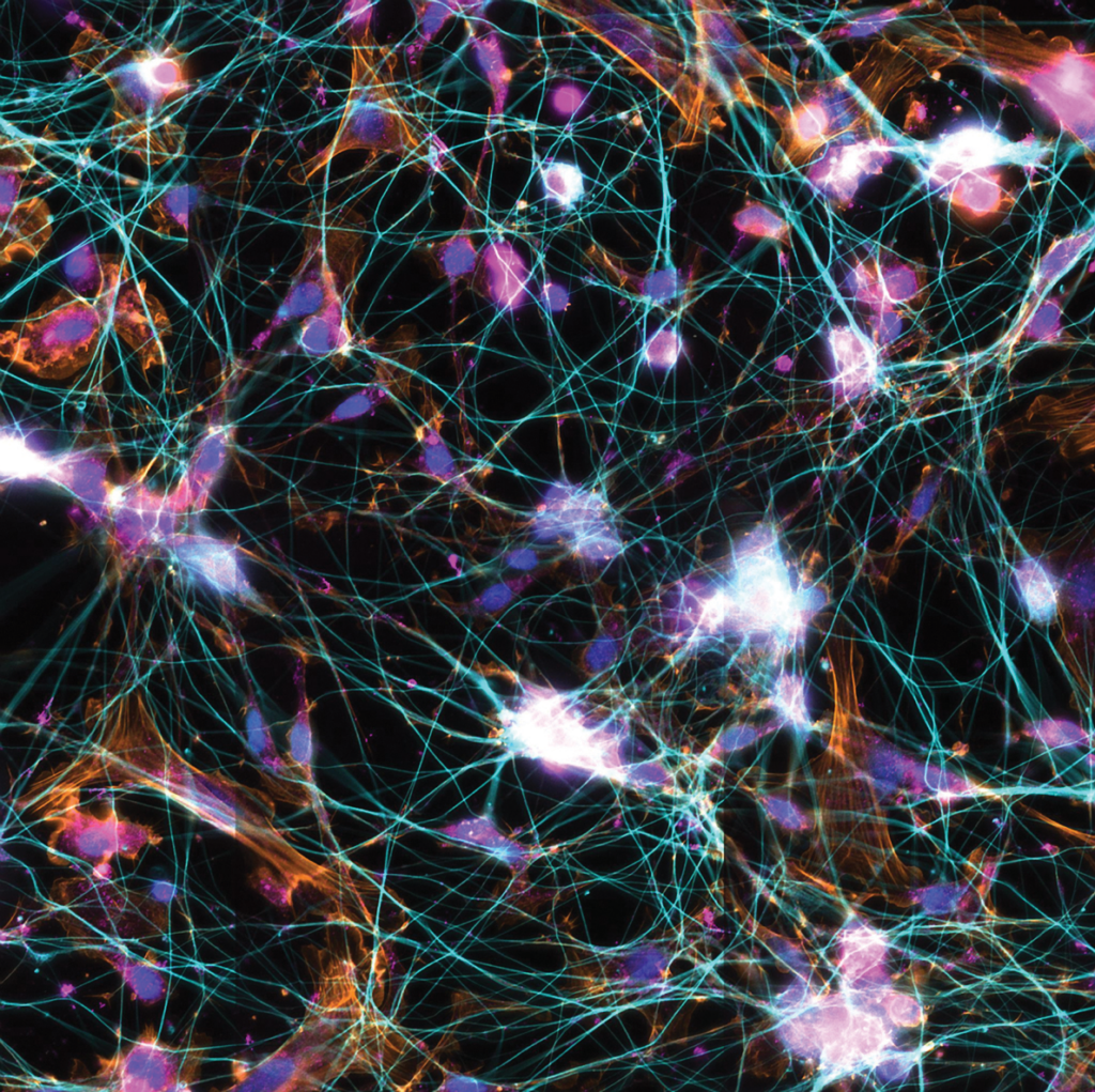 Neurons