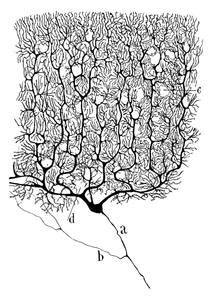 Neurons were sketched in exquisite detail by Santiago Ramón y Cajal, whose work laid the foundation of modern neuroscience and won him a 1906 Nobel Prize