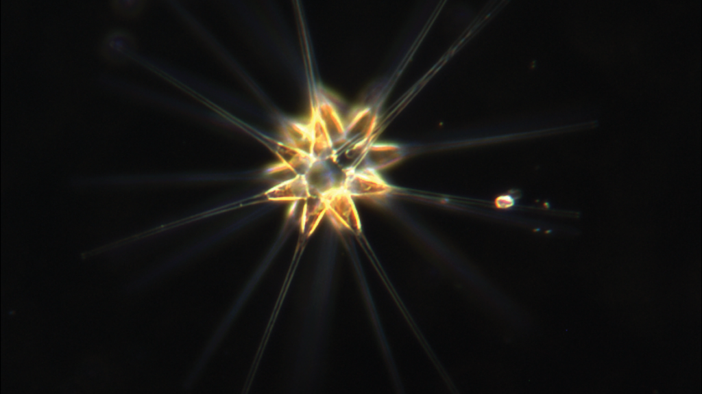 Image of Marine Microbes