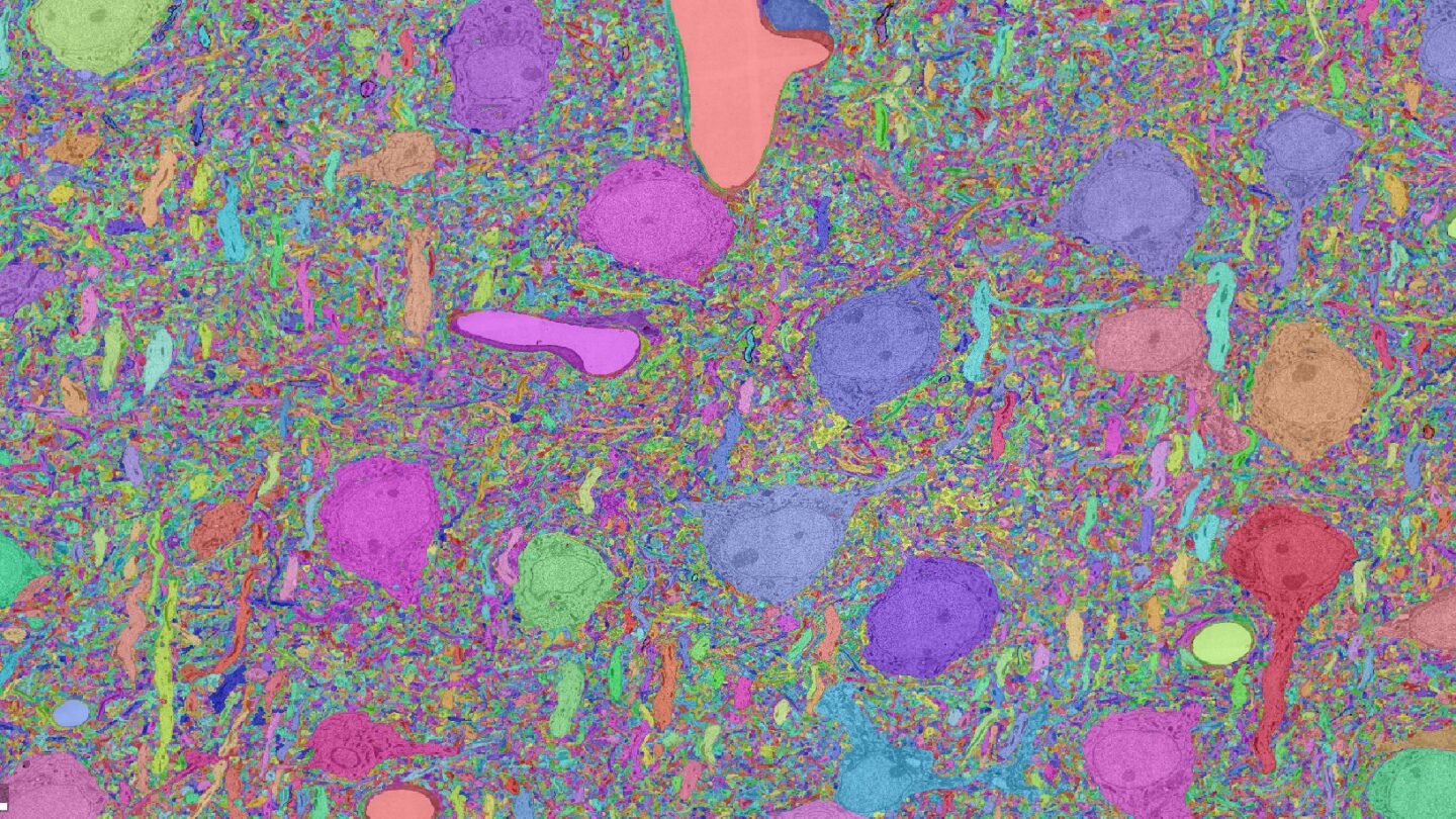 In this slice of brain tissue from the MICrONS reconstructed dataset, each neuron is assigned a unique color. The final three-dimensional reconstruction is made up of 1,000 two-dimensional slices like this one