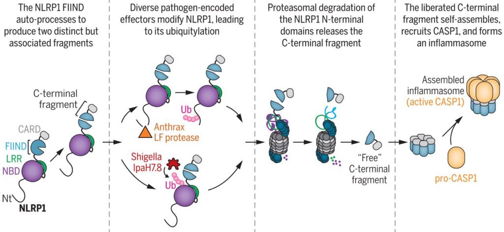 Diverse pathogen enzymes activate the NLRP1B inflammasome by functional degradation.