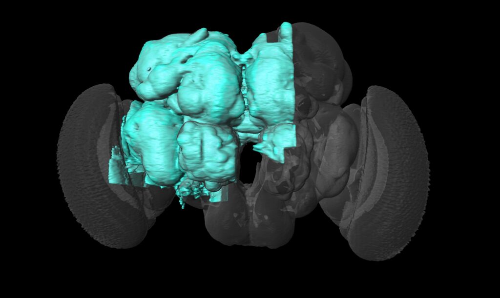 Image of a fly's hemibrain. A middle part of the brain is highlighted. The highlighted region represented neurons involved in learning, navigation, smell vision and other functions.