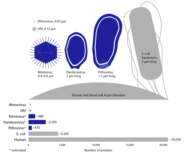 An image showing the sizes of and amount of proteins within 6 unique viruses in comparison to a human red blood cell in terms of μm, or micrometers. The upper part of the image shows digital illustrations of the viruses and text stating their names and relative sizes to one another. The Rhinovirus, which is stated in black text to be 