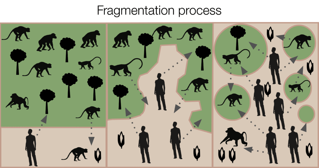 A digital infographic showing the fragmentation of nonhuman primate habitats caused by human interaction. The infographic, titled as 