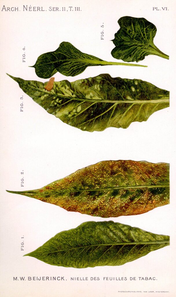 A handdrawn color illustration of 5 tobacco leaves, arranged from top to bottom and labeled with black text 