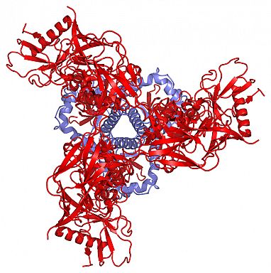 A 3-D digital model of a pre-fusion HIV spike as viewed from above that shows the 3 gp41 molecules in blue and the 3 gp120 molecules in red. The molecules are depicted as bundles of strings that alternate between thin squiggles and large, flat, telephone-cord like strings. The model is overall roughly in the shape of a triangle, with the 3 red g120 molecules branching out at the 