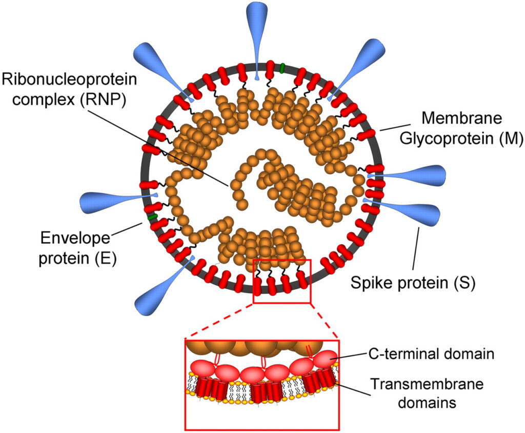A digital illustration of a structural model of the coronavirion. It consists of a Ribonucleoprotein complex (RNP) contained by a Membrane Glycoprotein (M), which itself is covered with Envelope proteins (E), and Spike proteins (S). A window in the diagram showing a detailed view of the cell's membrane also shows the inside wall of the membrane being connected to the 