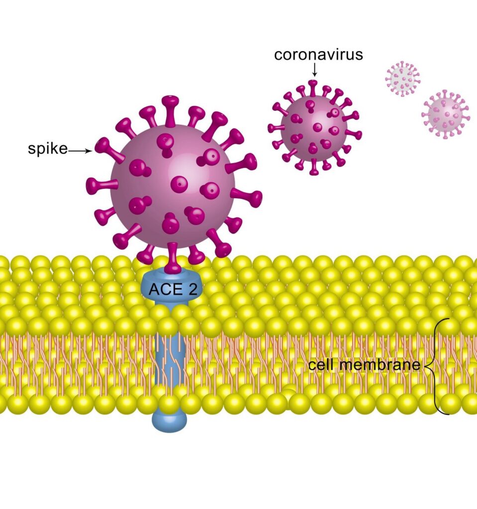 A illustrated diagram of how a coronavirus spreads throughout an infected body. The coronavirus, represented as a spiky sphere, has its 