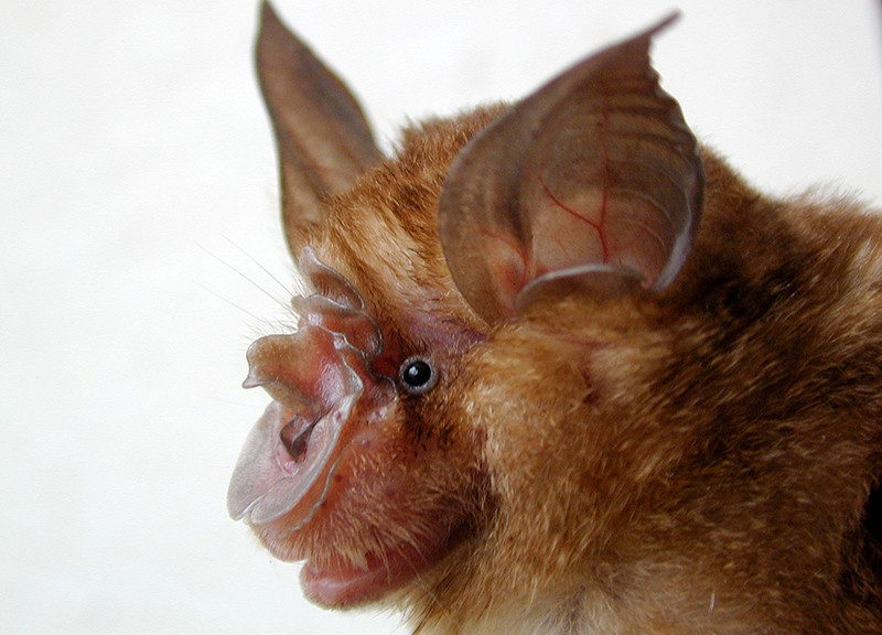 A photograph of a horseshoe bat in profile.