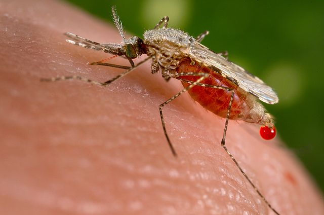A close-up photograph of a female Anopheles mosquito on a human's skin against a green background. Its proboscis is stuck into the human skin and is tinted red. The abdomen of the brown-colored mosquito is also tinted red and has what appears to be a drop of blood hanging from the very end of its abdomen.