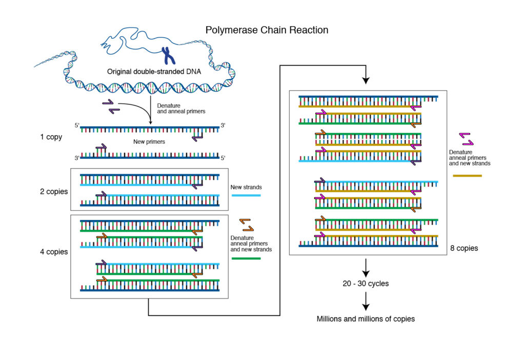 A diagram showing the process of a Polymerase Chain Reaction (PCR), with starts with the 