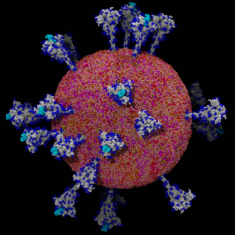 A computational model of SARS-CoV-2 that shows its lipid surface and spike proteins.