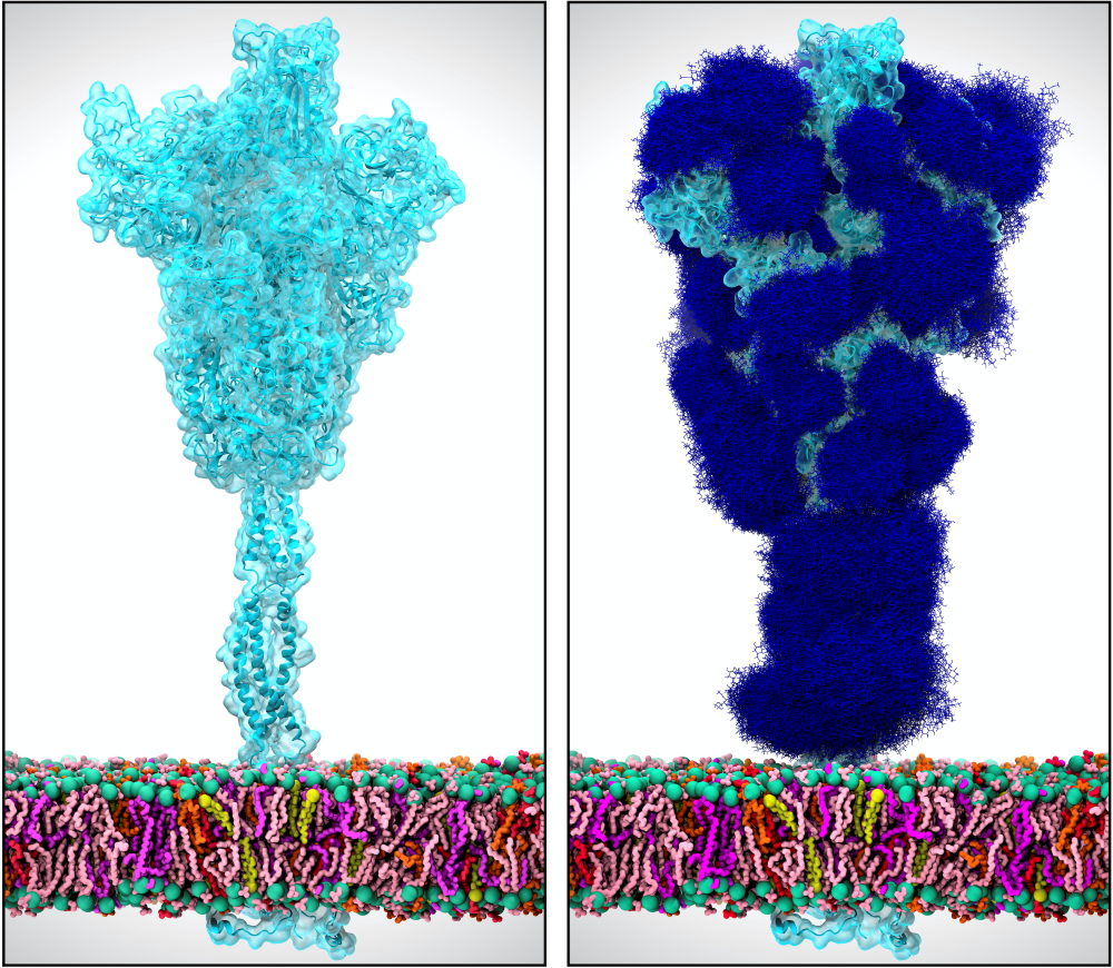 Side-by-side molecular models of a protein (left: light blue, right: dark blue) inserted into a colorful cell membrane, showing different visualizations of the structure.