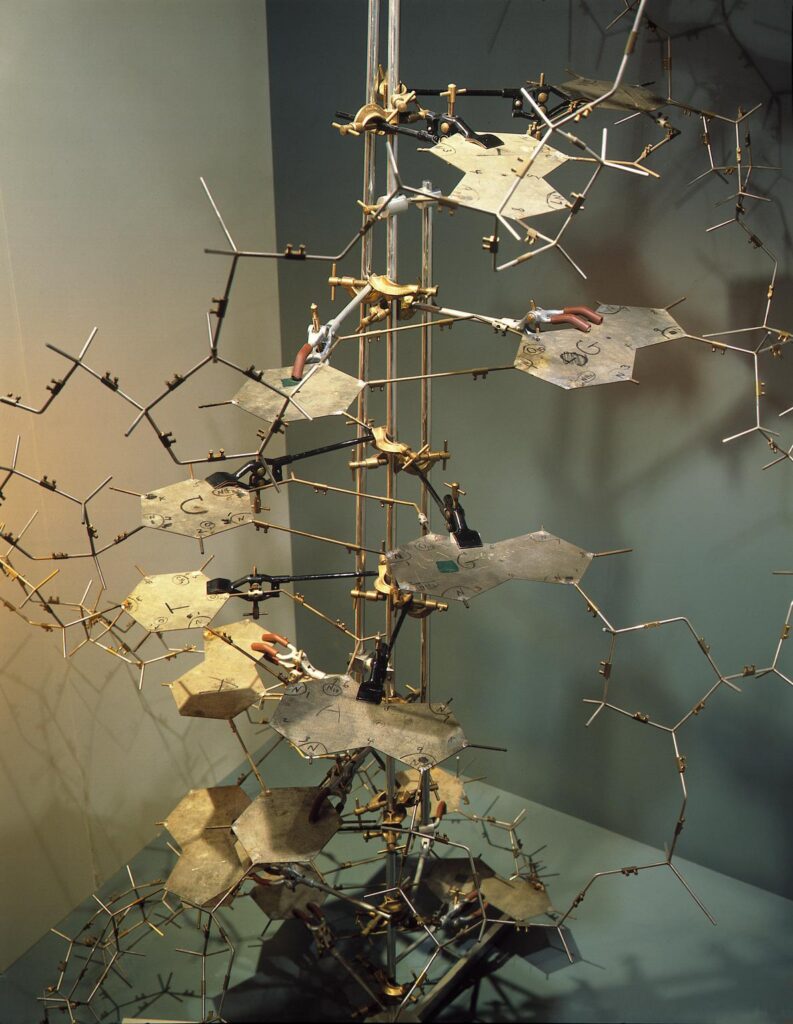 A model of a DNA double helix structure made from metal rods and flat plates, with labeled base pairs connected along the twisted ladder-like framework.