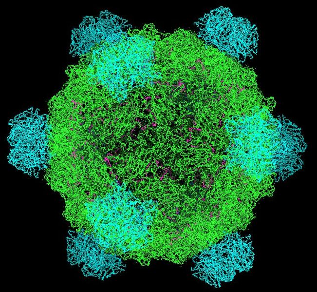 Colorful molecular model showing a spherical virus structure with green, purple, and cyan protein chains on a black background. The intricate web of lines depicts the viruss complex surface and symmetry.