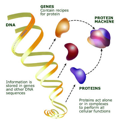 A diagram made up of various illustrations, each with their own labels, describing a process involving DNA and proteins. An illustration of a DNA strand is captioned with 