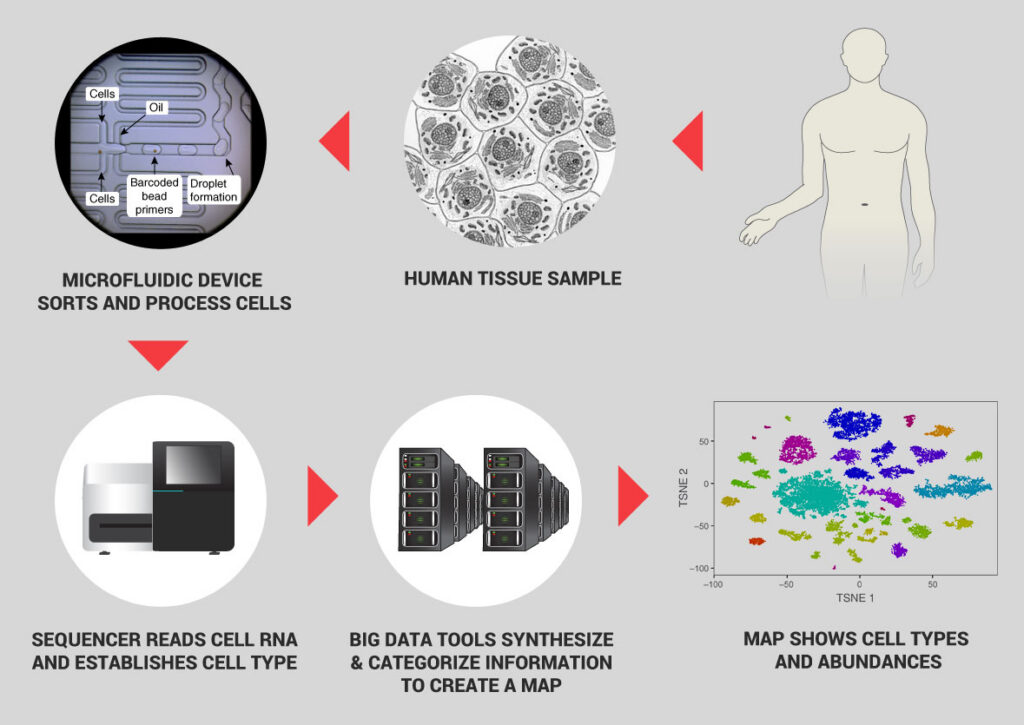 Diagram showing steps of single cell sequencing: Microfluidic device sorts cells, tissue sample is collected, sequencer reads RNA, data is analyzed, and a map of cell types and abundances is generated.