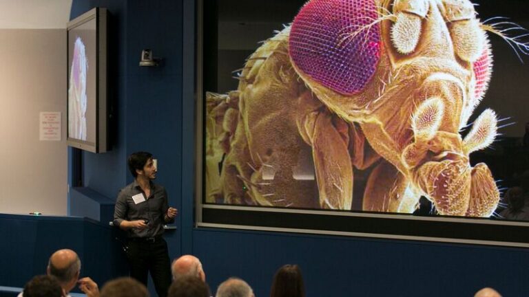 Man presenting microscopic image of drosophila melanogaster