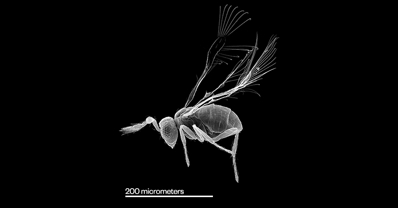 A black and white microscopic image shows a tiny insect with feathery wings and long legs. A scale at the bottom reads 200 micrometers, highlighting the insects small size.