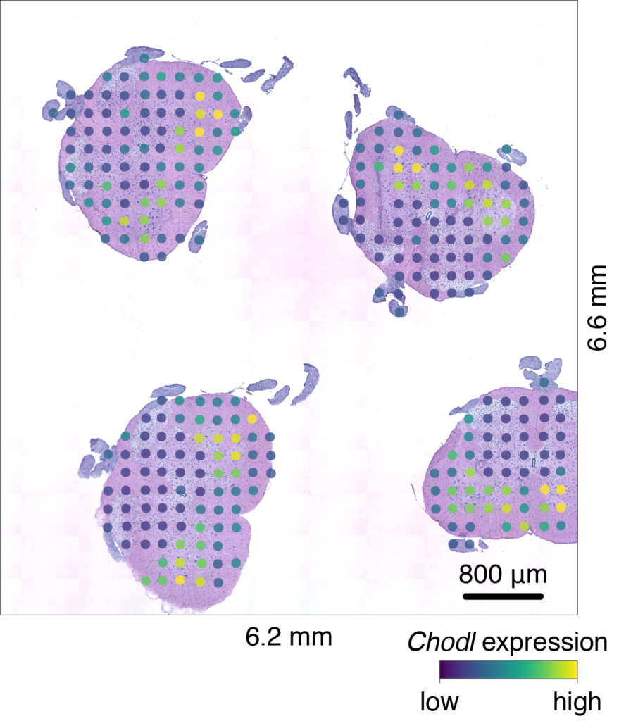 Four cross-sections of a mouse spinal cord: each dot represents an individual measurement site. Yellower dots represent regions with elevated expression of the CHODL gene