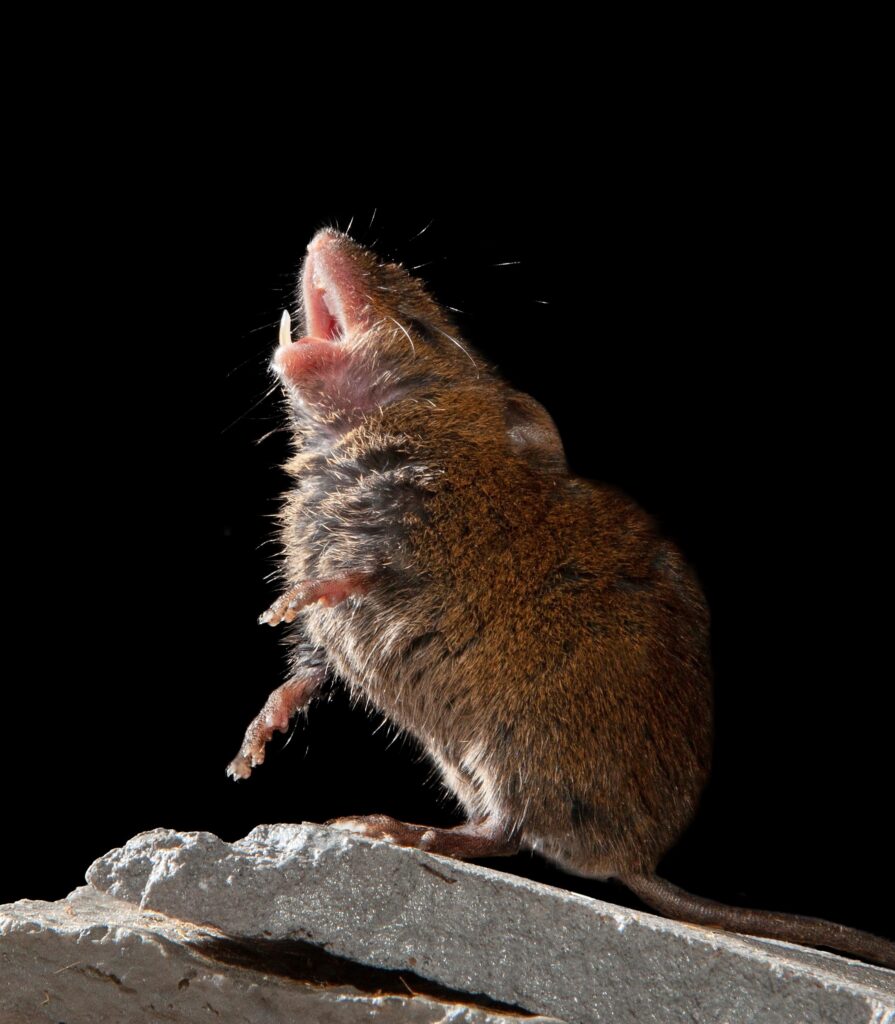 Singing mouse on its hind legs