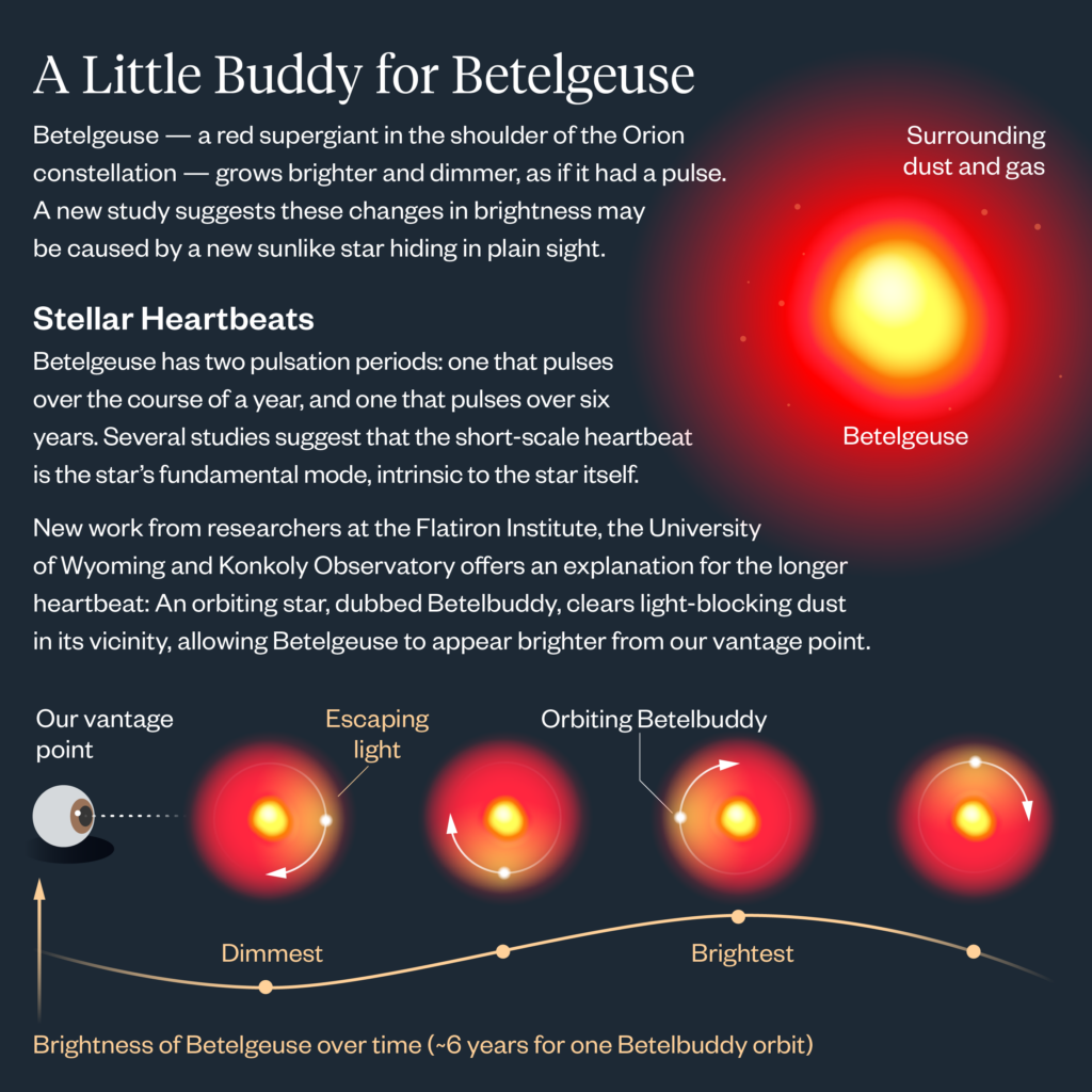 Infographic explaining Betelgeuses brightness changes, showing a star with surrounding dust and gas, a graph of brightness over time, and illustrations of orbital and escaping light. Text describes stellar heartbeats and brightness shifts.