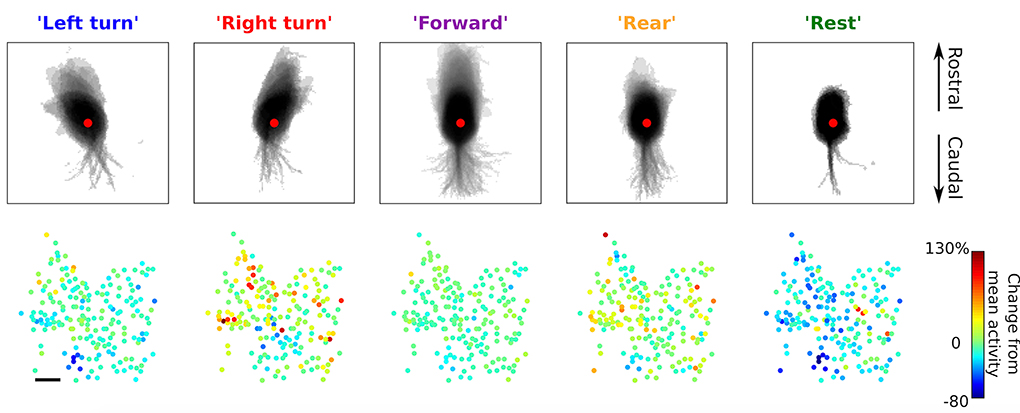 Neuronal activity maps (bottom) in the striatum as animals make different movements (top)
