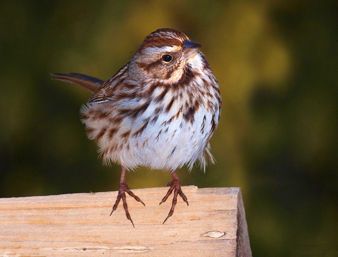 Up close image of a sparrow on a wooden plank