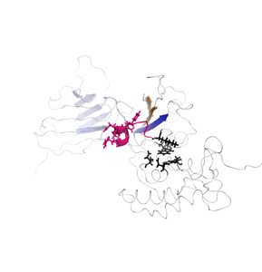 A 3D ribbon diagram of a protein structure with regions colored: magenta, black, brown, blue, and light purple, showing complex folding and various structural motifs on a white background.