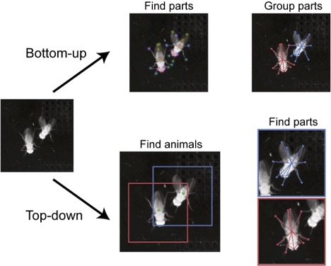 schematic demonstrating different ways of grouping parts in animals