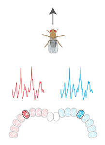 Diagram of a fly facing upward, with red and blue brain activity graphs below, and a row of circles representing brain regions, shaded red on the left and blue on the right.