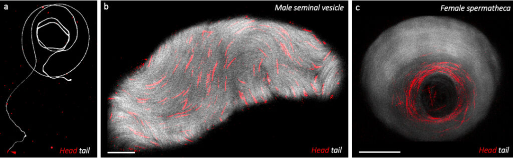 Panel a shows a single sperm cell; panel b shows clustered sperm in a male seminal vesicle; panel c shows sperm in a female spermatheca. Sperm tails are white, heads are red. Scale bars are present.