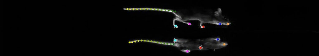 mouse walking with tracking data