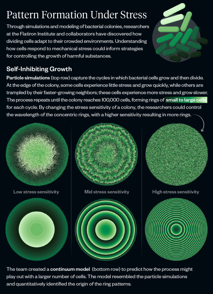 Infographic explaining how stress affects bacterial colony growth, showing three circular green colonies labeled low, mid, and high stress sensitivity, with increasing ring patterns and density from left to right.
