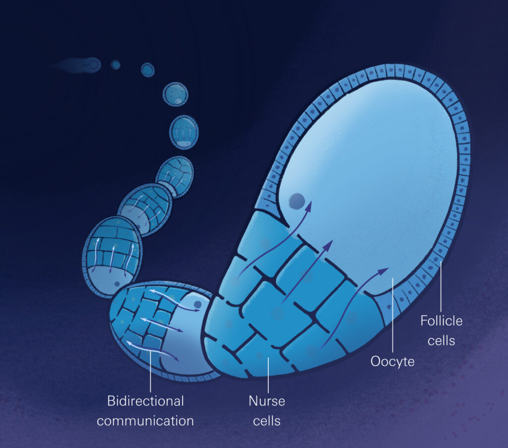 Digital illustration of bidirectional communication between the nurse cells and the oocyte (one larger cell surrounded by follicle cells). In this process, nurse cells gradually become smaller and separate from the oocyte while the oocyte becomes larger in mass.